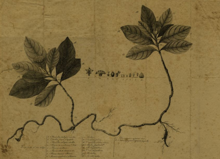 Exposição Phytographia: Um herbário gravado na Sociedade Martins Sarmento