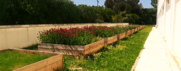 FCUL - SUSBEAUTY: Sustainable Beauty for Algarvean Gardens Old Knowledge to a Better Future