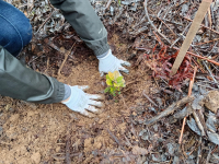 Divulgação: LIFE Serras do Porto